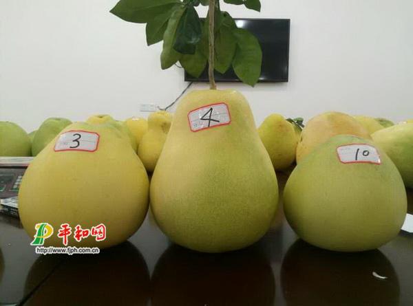 平和评选“柚王” 13.32斤大柚称霸