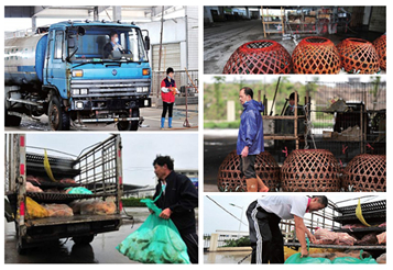 为防控H7N9 福州海峡家禽批发市场紧急关闭