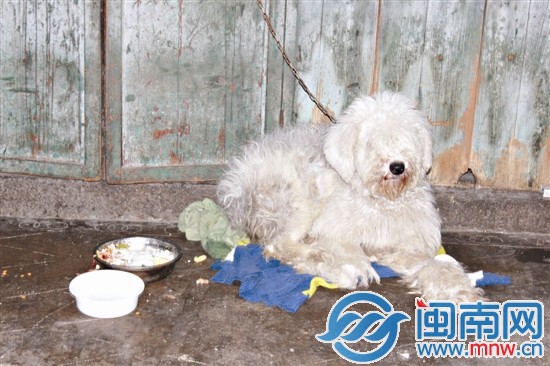 美容前的古牧犬毛都打结了