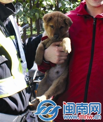 中华田园犬