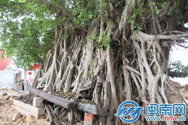 东山现百年榕树盆景