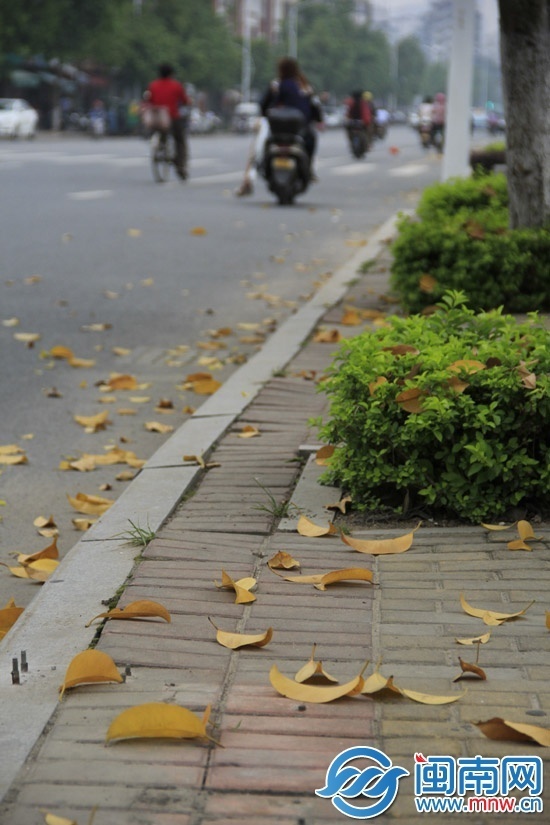 午后，街头被风吹落的黄叶
