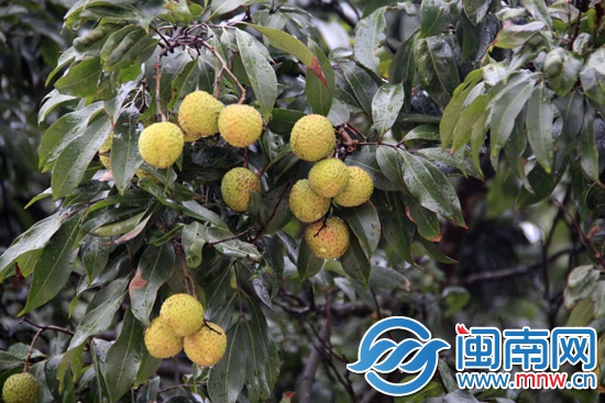 荔枝降火吃法 是真是假来辨下