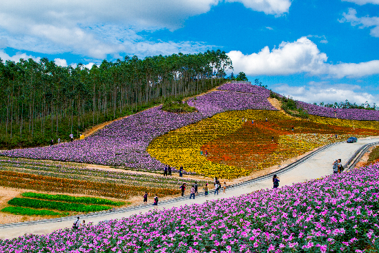 十里蓝山·玛琪雅朵花海