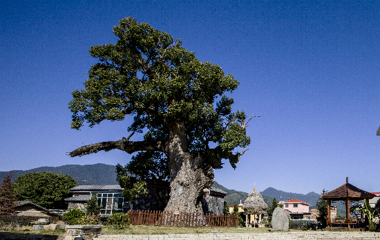 山重村千年古樟