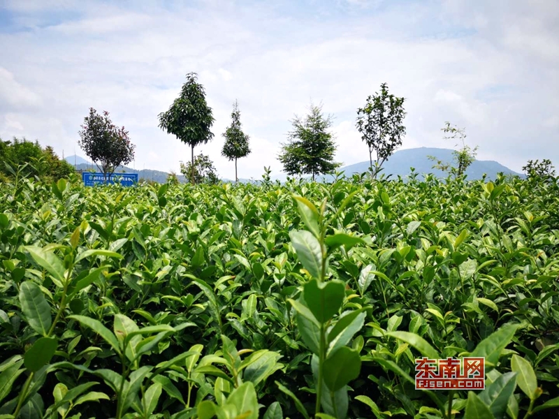 “泡”好漳州茶 漳州加快茶产业转型升级图2
