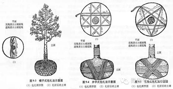 带土球软材包装适于移胸径10-15cm的大树,(壤土)土球不超1.