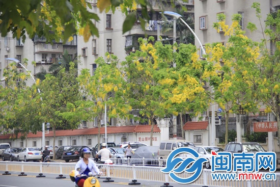 金晃晃的腊肠树花2