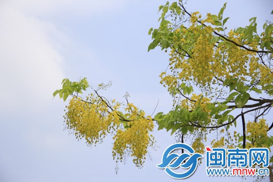 金晃晃的腊肠树花1