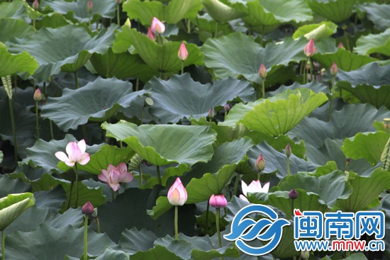 荷叶上落满了荷花瓣