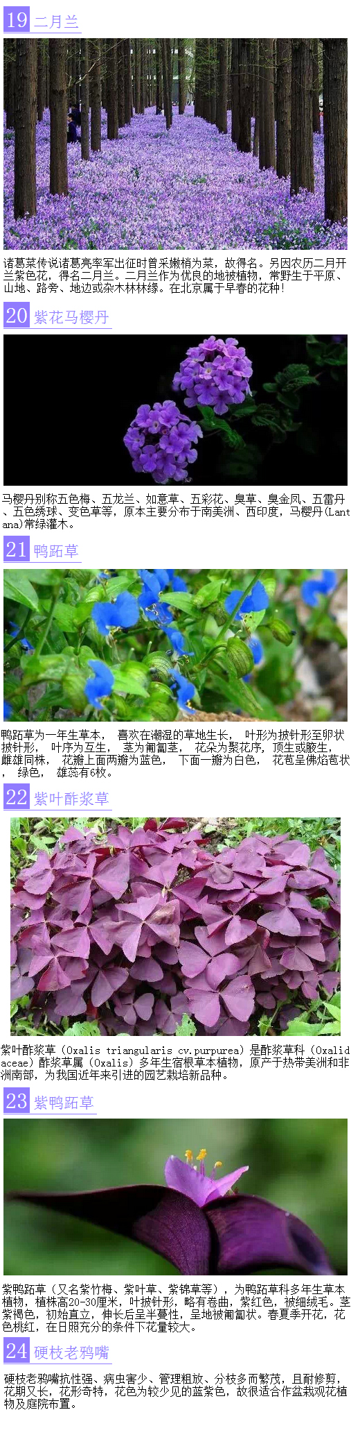 34种蓝紫色系的植物 植物百科 东南网漳州频道
